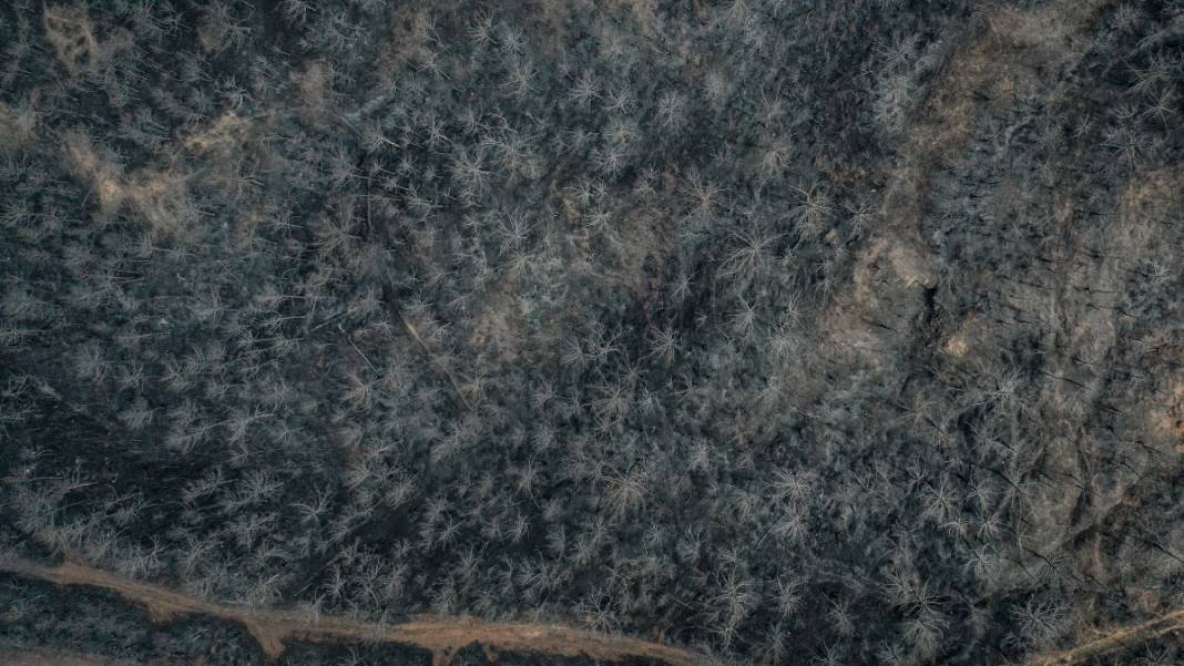 Sakarya'da başlayan yangın kontrolden çıktı: Bilecik'in ormanları siyaha büründü 11